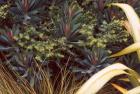 Euphorbia Martini Flax