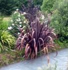 Flax Red Water Garden