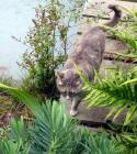 Garden Bridge Cat