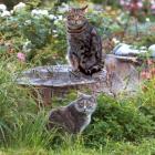 Garden Tree Stump Cats
