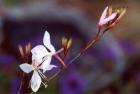 Gaura Flower Verbena