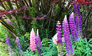 Group Blue Lupins