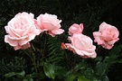 Roses Pink Hybrids
