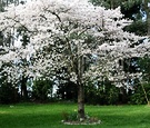 Blossom Tree Stone Circle