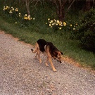 Daffodil Dog