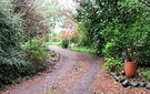 Driveway Pot Cordyline