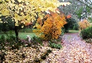 Fall Leaves Driveway