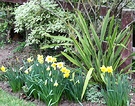 Flax Pittosporum Daffodils