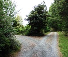 Leyland Tree Driveway