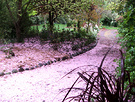 Pink Path Blossom