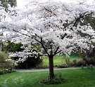 Plum Blossom White