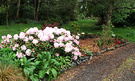 Rhododendron Drive Pink