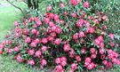 Rhododendron President