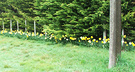 Road Daffodils