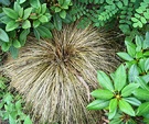 Tussock Carex Brown