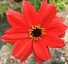 Dahlias Bishop Red