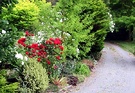 Driveway Red Roses