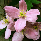 Elizabeth Flower Clematis