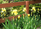 Fence Irises Yellow