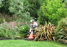 Lawnmower Garden Flax