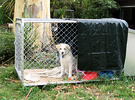 Puppy Kennel