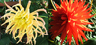 Spiky Flower Dahlias