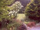 White Climbing Rose Arch