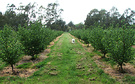Dog Hazelnut Orchard