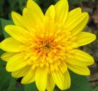 Daisy Yellow Helenium