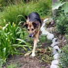 Garden Designer Dog