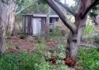 Hen House Wattle Trunks