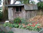 Henhouse Pelargonium Flowers