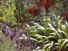 Lavender Iris Canna Planting