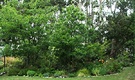 Tall Gums Garden