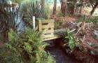 Water Garden Bridge Fern