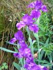 Wet Blue Iris