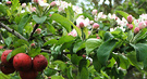 Crabapple Blossom Apple