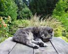 Garden Table Cat