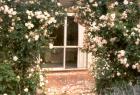 House Rose Arch