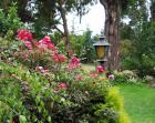 Outdoor Garden Light Roses
