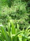 Cornus Flax Green