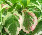 Cornus Tree Leaf
