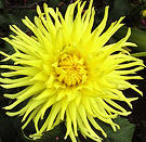 Dahlia Flower Spike