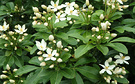 Flower Choisya Green