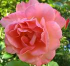 Rose Flower Westerland