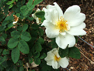 White Species Rose