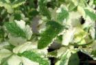 Apple Mint Leaves