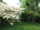 Blossom Cordyline Dog