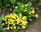 Bright Yellow Primrose