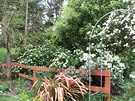 Fence Blossom Spring